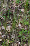 Blue Ridge sedge